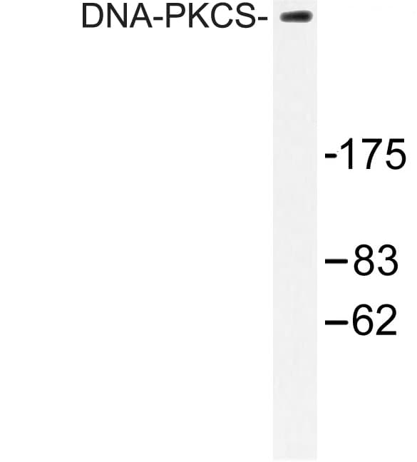 PRKDC / DNA-PKcs Antibody (Arg4090)