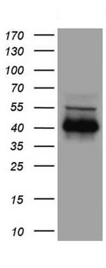 CD40 Antibody (aa21-166, clone UMAB255)