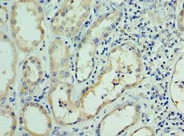 RNLS / Renalase Antibody (aa18-342)