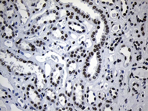 NABP1 / OBFC2A Antibody (clone OTI6B10)