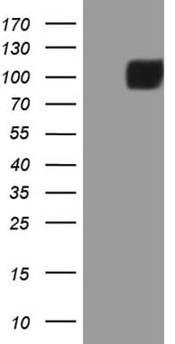MST1 Antibody (aa194-462, clone OTI4B12)