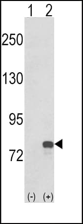 Polyclonal Rabbit anti-Human GMPS / GMP Synthase Antibody (aa602-630, IHC, WB)