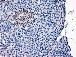 CAPN9 / Calpain 9 Antibody (clone OTI3G10, Carrier-free)