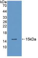 Procalcitonin Antibody (aa26-136, Biotin)