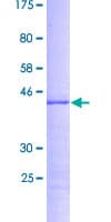 Human RPS19BP1 Protein (Recombinant GST)
