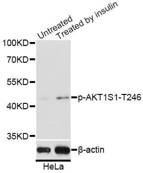 AKT1S1 / PRAS40 Antibody (phospho-Thr246)