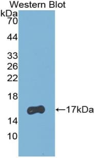 RBP5 Antibody (aa1-135)