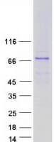 Human GBP7 Protein (Recombinant Myc-DDK (Flag))