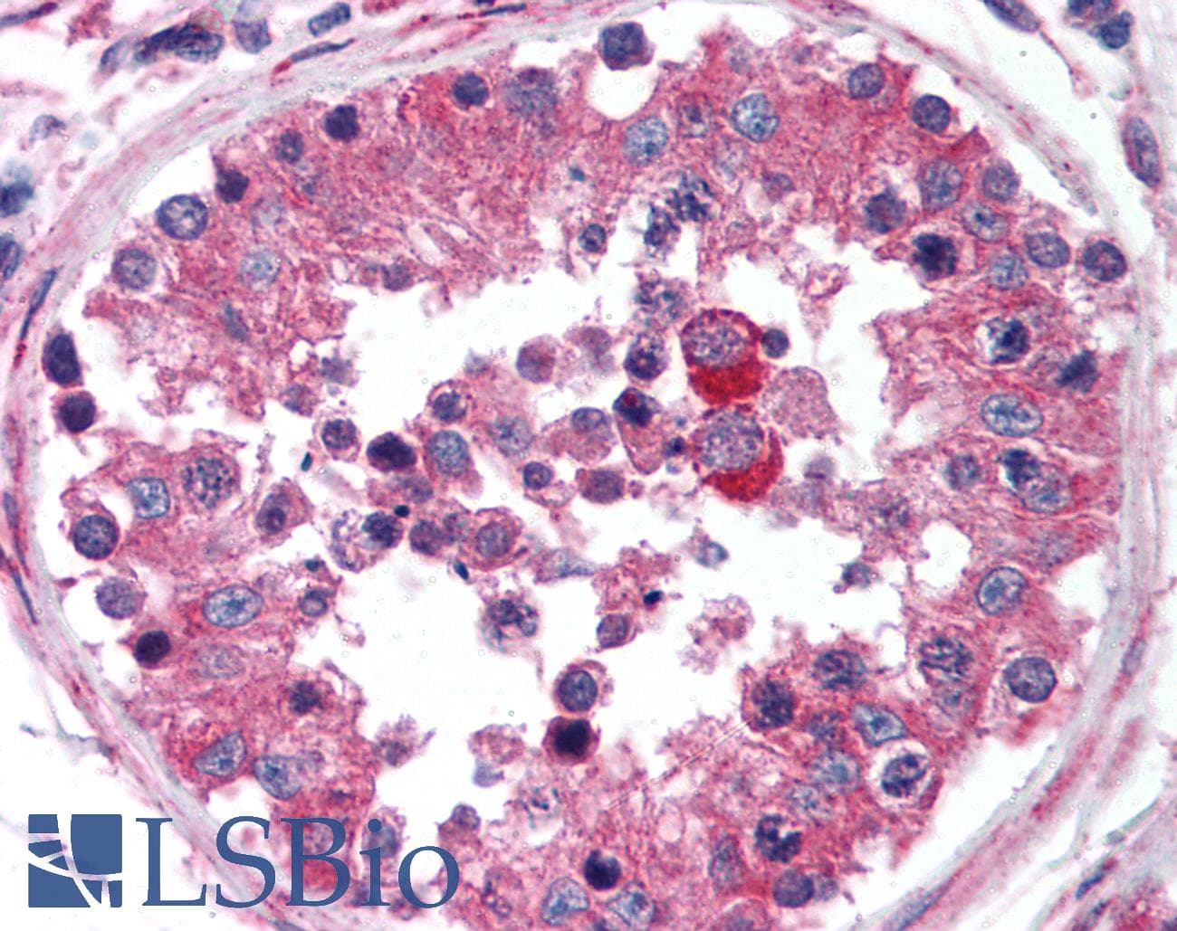 Prostaglandin D Synthase Antibody (aa120-190, DY488)