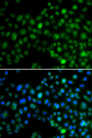 Polyclonal Rabbit anti-Human NFIL3 Antibody (IF, WB)