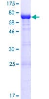 Human HUFI-2 / LRRFIP2 Protein (Recombinant GST)