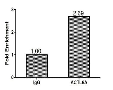 BAF53 / ACTL6A Antibody (aa1-280)
