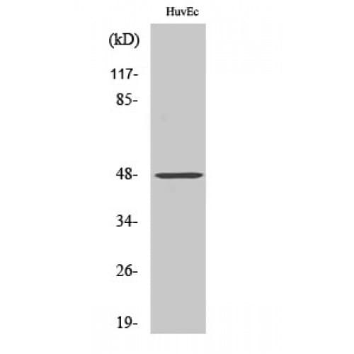 FOXD3 Antibody (180-260 aa, Internal)