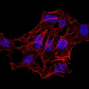 Monoclonal Mouse anti-Human HIST2H4A Antibody (clone 3E7D9, IHC)
