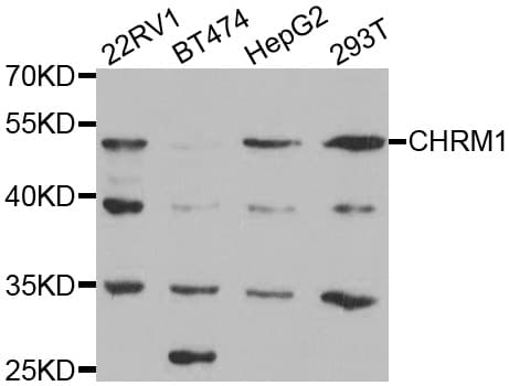 CHRM1 / M1 Antibody