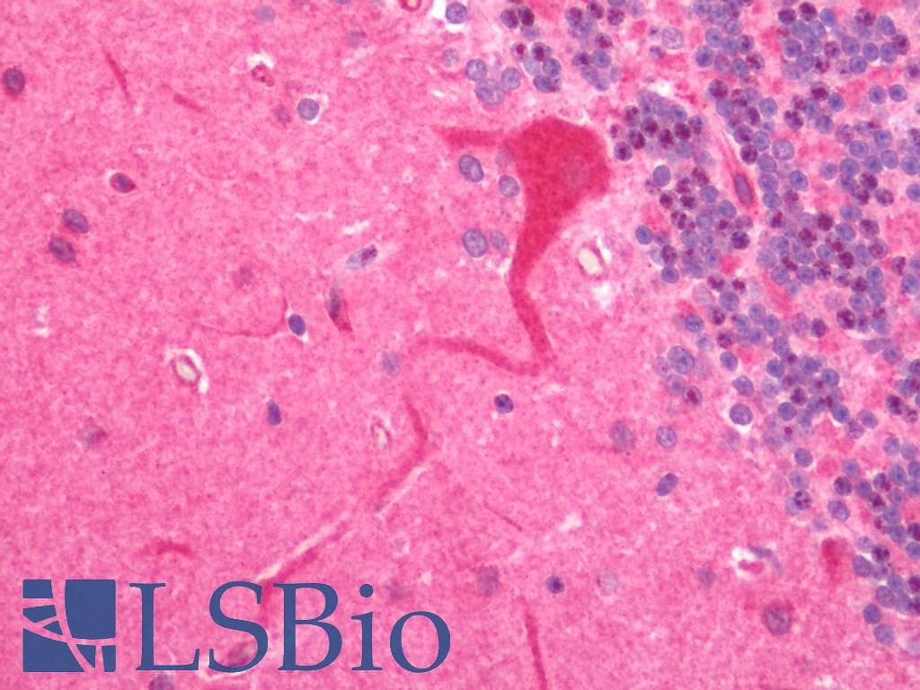 IHC-plus™ NLGN2 / Neuroligin 2 Antibody