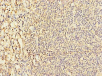 LY9 / CD229 Antibody