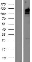 Human KIAA1324L Protein (Over-Expression Lysate Myc-DDK (Flag))