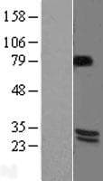 BDNF Protein (Over-Expression Lysate Myc-DDK (Flag))