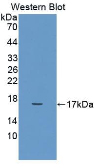 IL17 Antibody (aa20-155)
