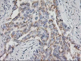 HOXC11 Antibody (clone OTI4H8)