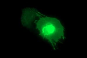 MAdCAM-1 Antibody (clone OTI1A5, Carrier-free)