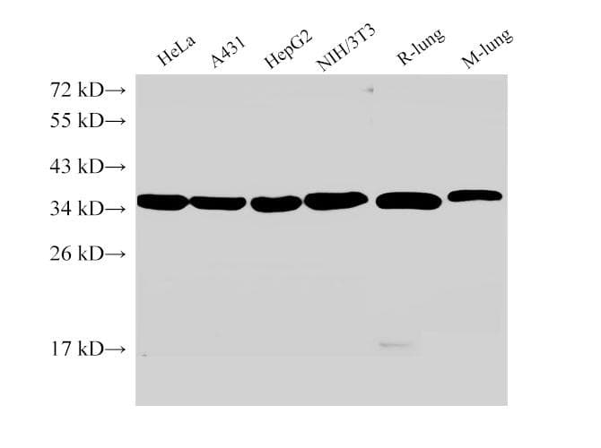 ANXA5 / Annexin V Antibody