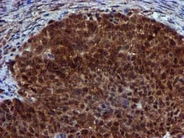 SPR Antibody (clone OTI2C6)