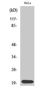 IHC-plus™ SRSF3 / SRP20 Antibody (aa111-160)