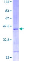 Human RPS13 / Ribosomal Protein S13 (Recombinant GST)