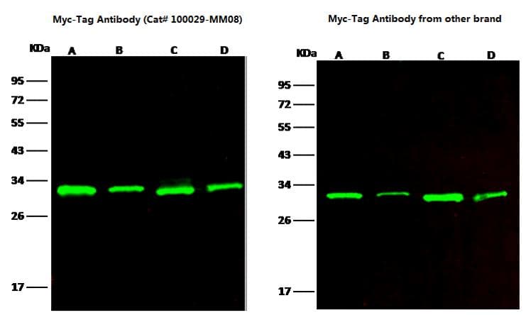 Myc Tag Antibody (clone 08, Preservative Free)