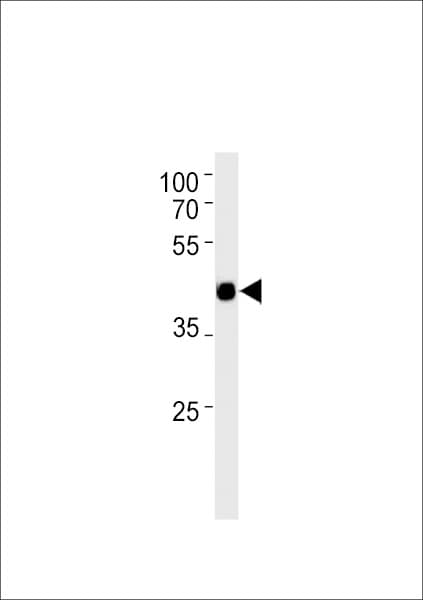 Polyclonal Rabbit anti-Mouse TFAP2D Antibody (aa308-335, WB)