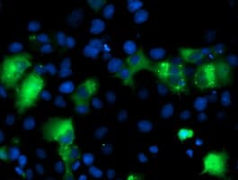 IRF6 Antibody (clone OTI2A12)