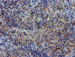 CHCHD5 Antibody (clone OTI3H3)
