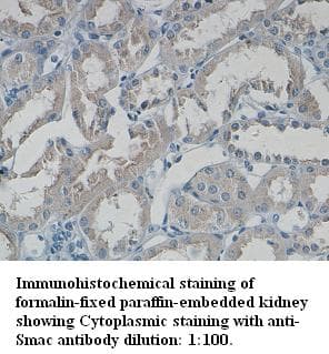 DIABLO / SMAC Antibody (C-Terminus)