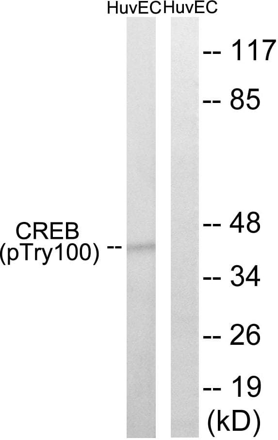 CREB1 / CREB Antibody (phospho-Thr100)