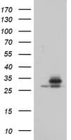 PSMA6 Antibody (clone OTI5H3)