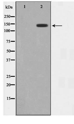MAP4K4 Antibody