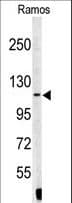 XPOT / Exportin-T Antibody (aa137-166)