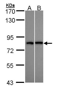DDX3 Antibody (aa70-346)