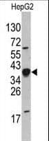 NANOG Antibody (Ser285)