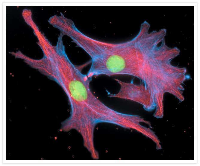Alpha Tubulin Antibody (clone 236-10501)