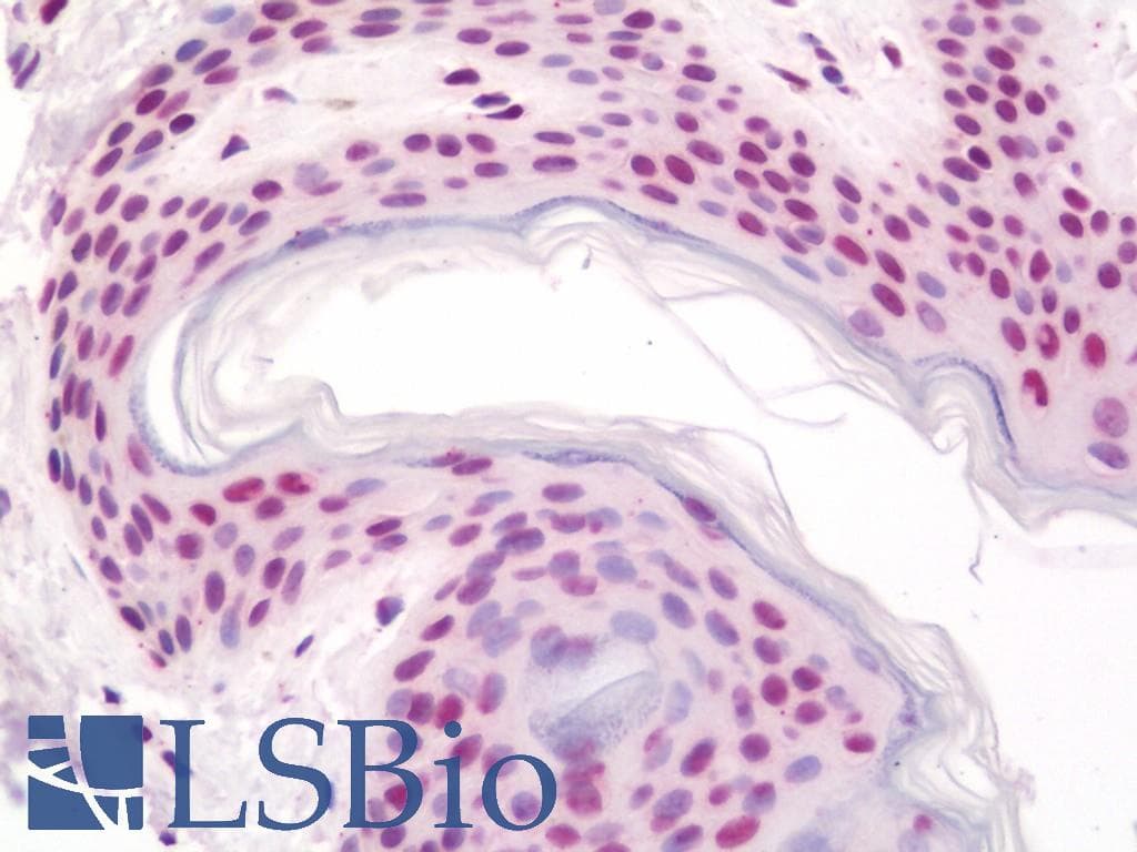 IHC-plus™ RALY Antibody (aa54-103)