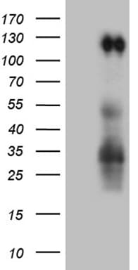Monoclonal Mouse anti-Human PODXL2 / Endoglycan Antibody (clone OTI10D8, aa366-486, WB)