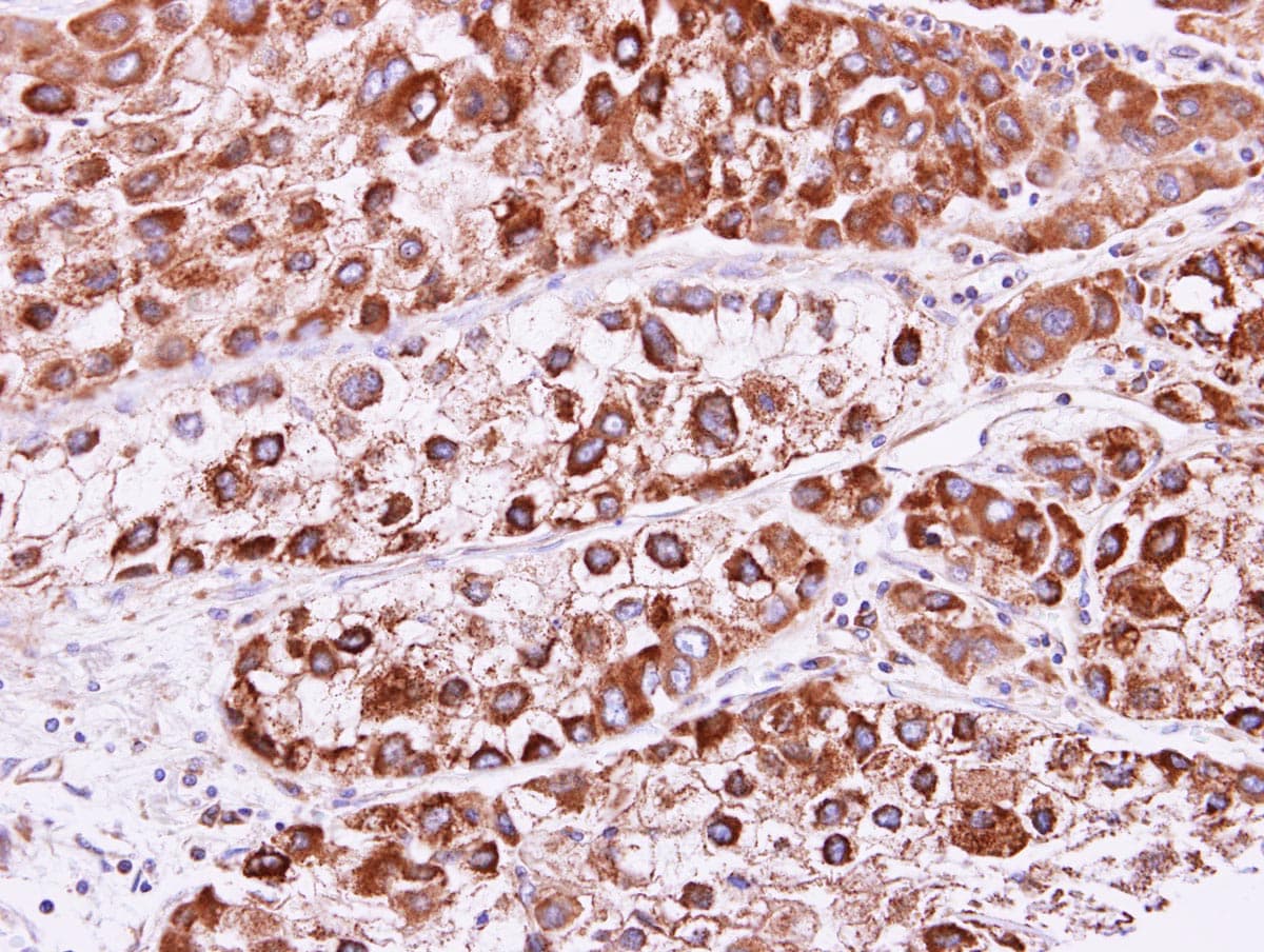 RAB2B Antibody (aa1-216)