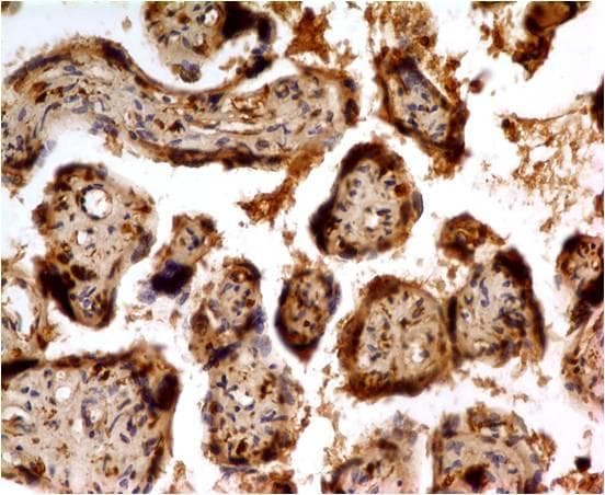 LGALS13 / Galectin 13 Antibody (Azide-free)