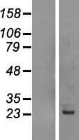 CAPS Protein (Over-Expression Lysate Myc-DDK (Flag))