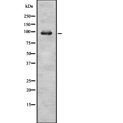 RASA2 Antibody