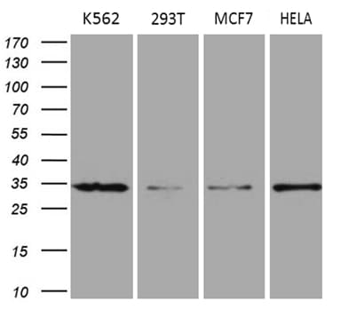 MRPL15 Antibody (aa28-296, clone OTI10B10, Carrier-free)