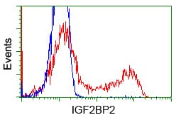 IGF2BP2 Antibody (clone OTI3F9)